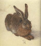 Albrecht Durer A Young Hare oil painting on canvas